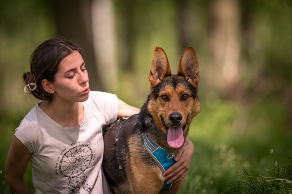 Radosny psiak w typie owczarka niemieckiego szuka swojego człowieka