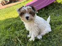 Śliczny York Yorkshire terrier Biewer Piesek Rodowów wyprawka