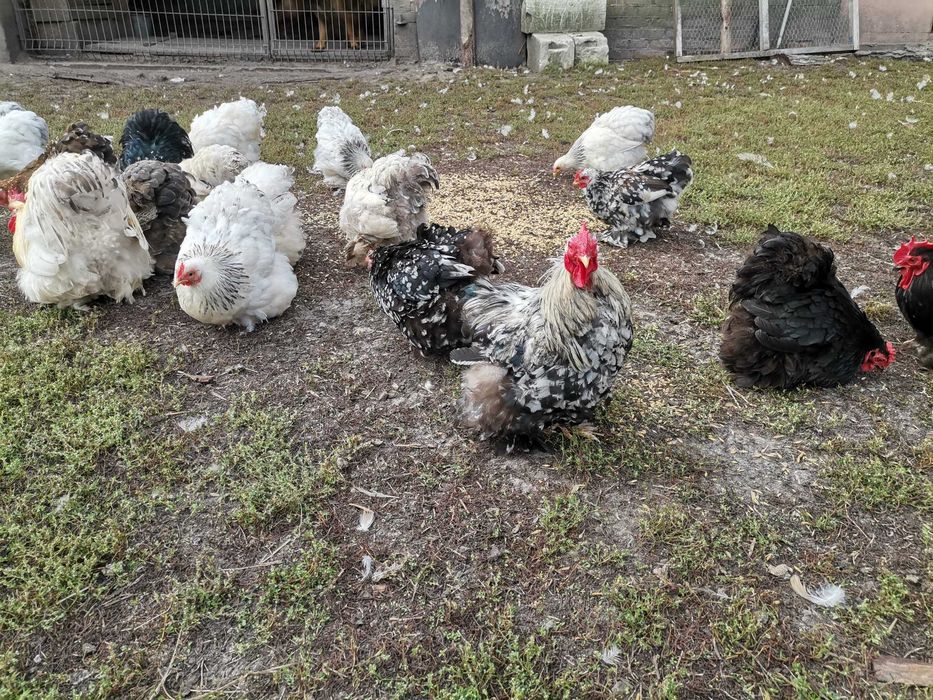 Kochin miniaturowy karzełek