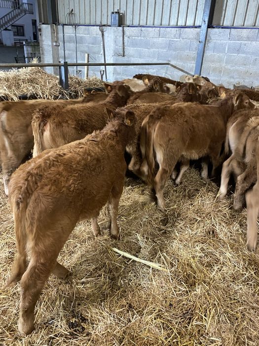 Vitelas cx de Limousines