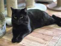 Sofi bardzo tęskni za prawdziwym domem - kot do adopcji