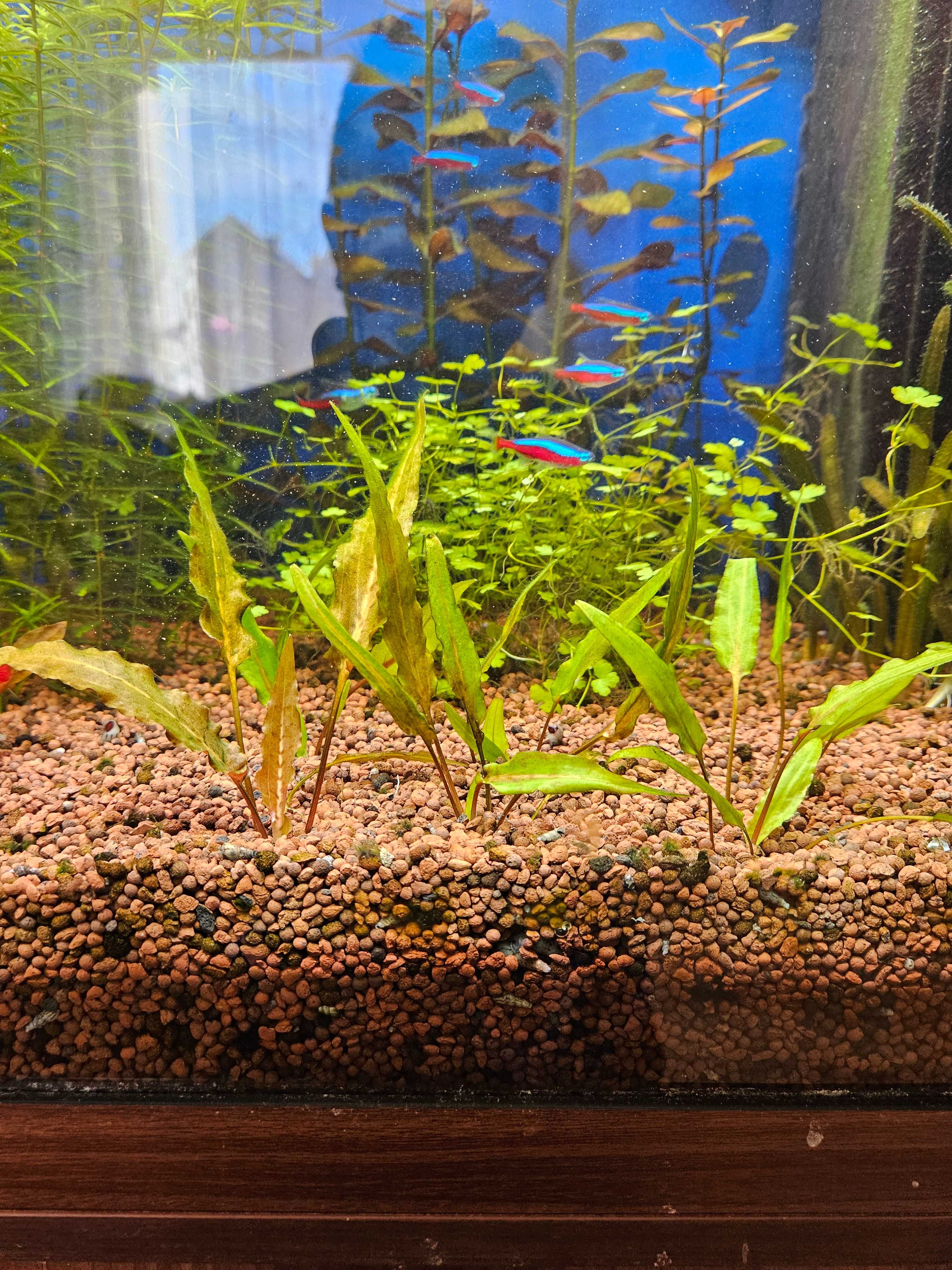 Cryptocoryne wendtii green