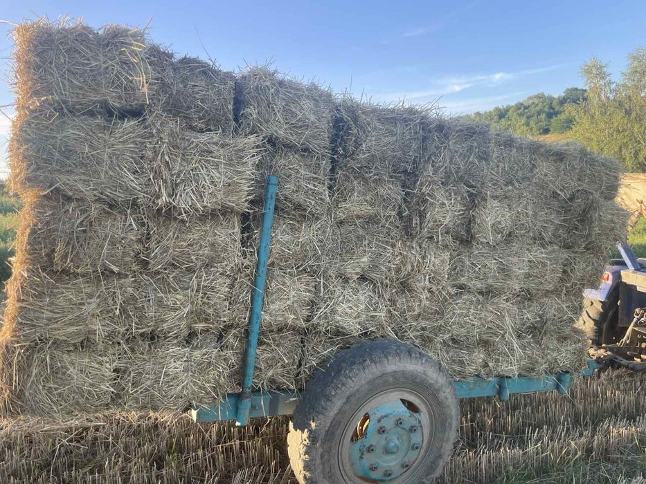 Тюки з соломи цього року тюковані
