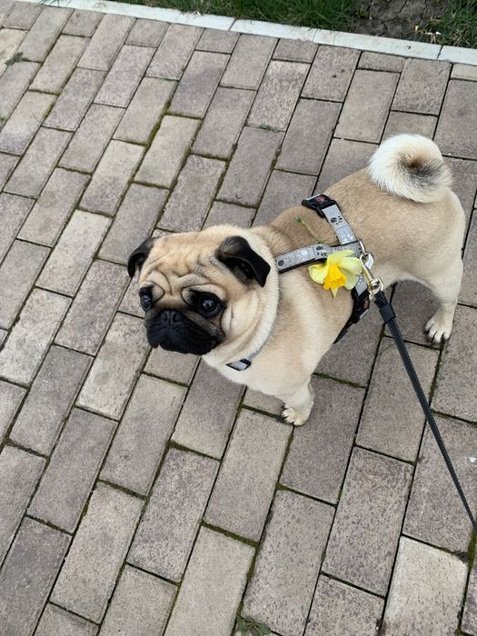 Мопс Ларри ищет даму для отношений)