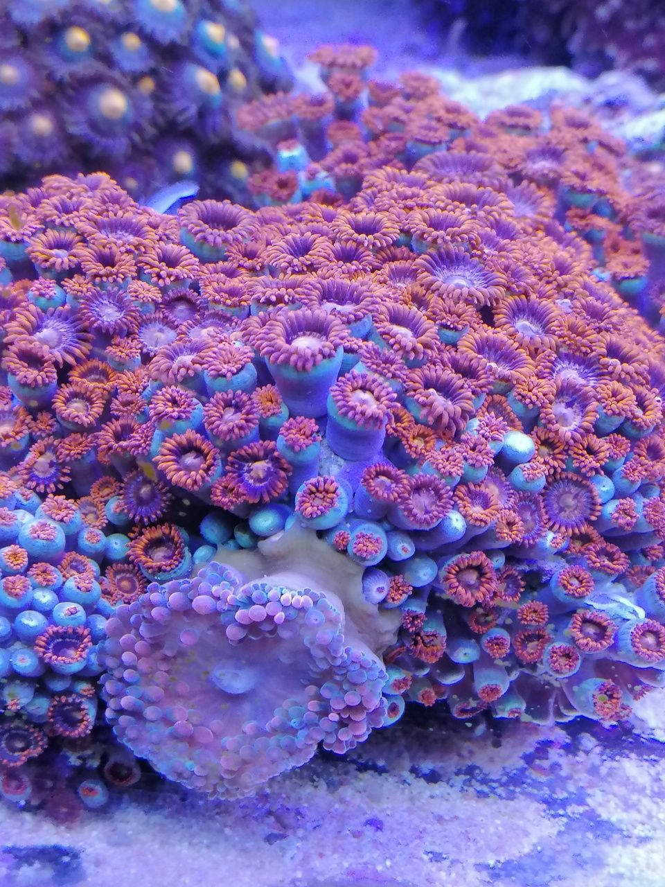 Zoanthusy, korale miękkie