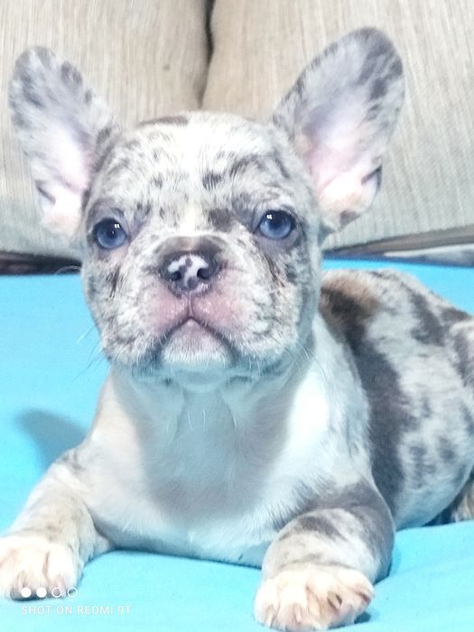 Голубые, лиловые, мерле.