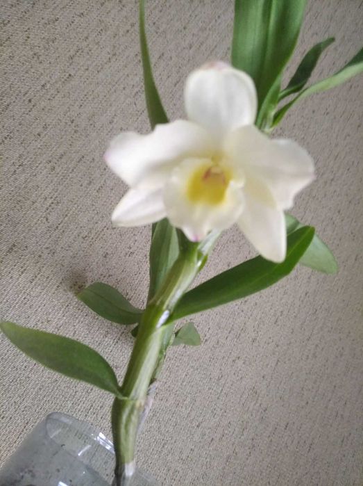 Приму в подарок с благодарностью дендробиум нобиле орхидею