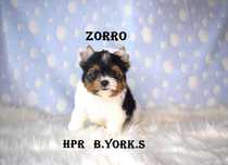 Biewer Yorkshire Terrier - chłopiec Zorro - do rezerwacji