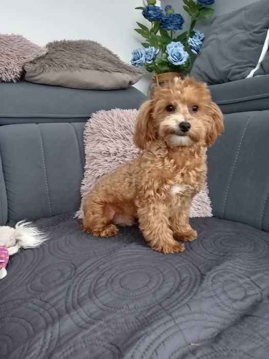 Piesek Maltipoo F1.