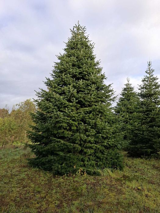 Jodła Kaukaska Cięta 400-500 cm lub w donicy 100-180 cm/ TuChoinki.pl