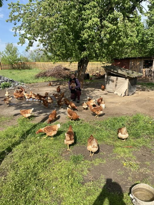 Яйце куряче домашне 50гр