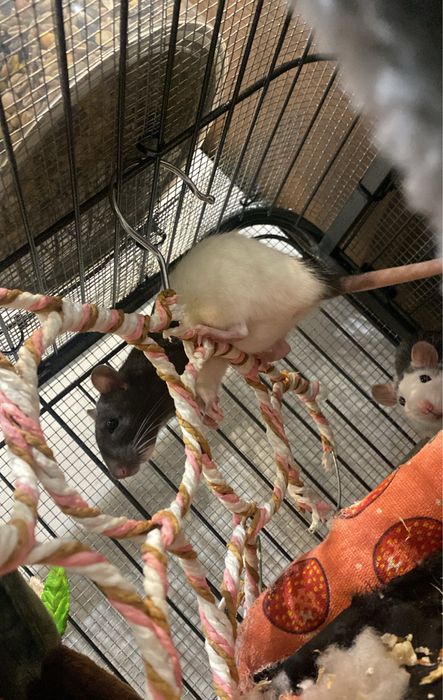 szczury, szczurki, samice