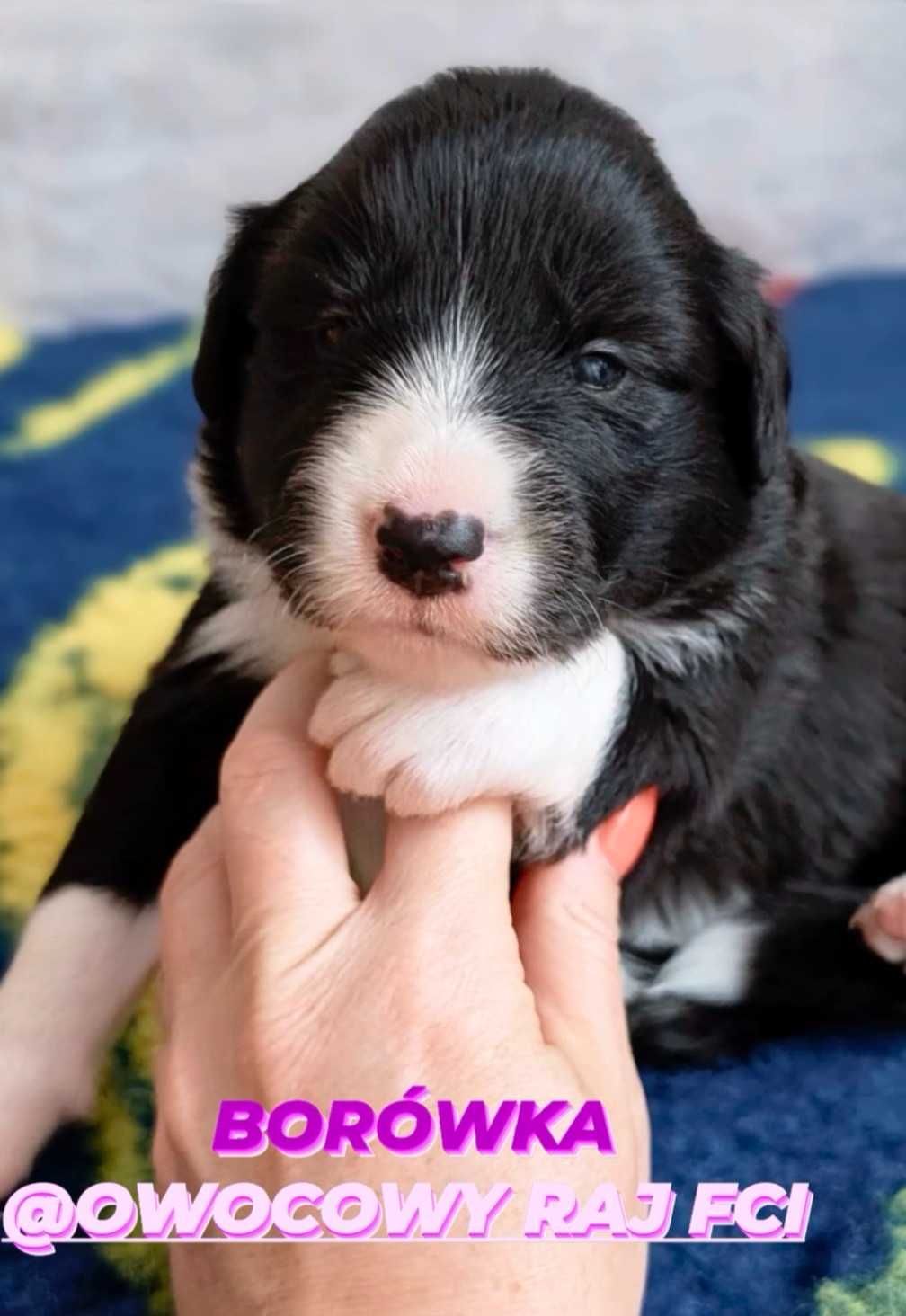 Border Collie FCI / ZKwP
