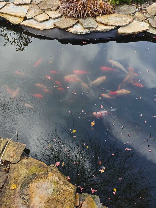 Sprzedam ryby . Likwidacja oczka