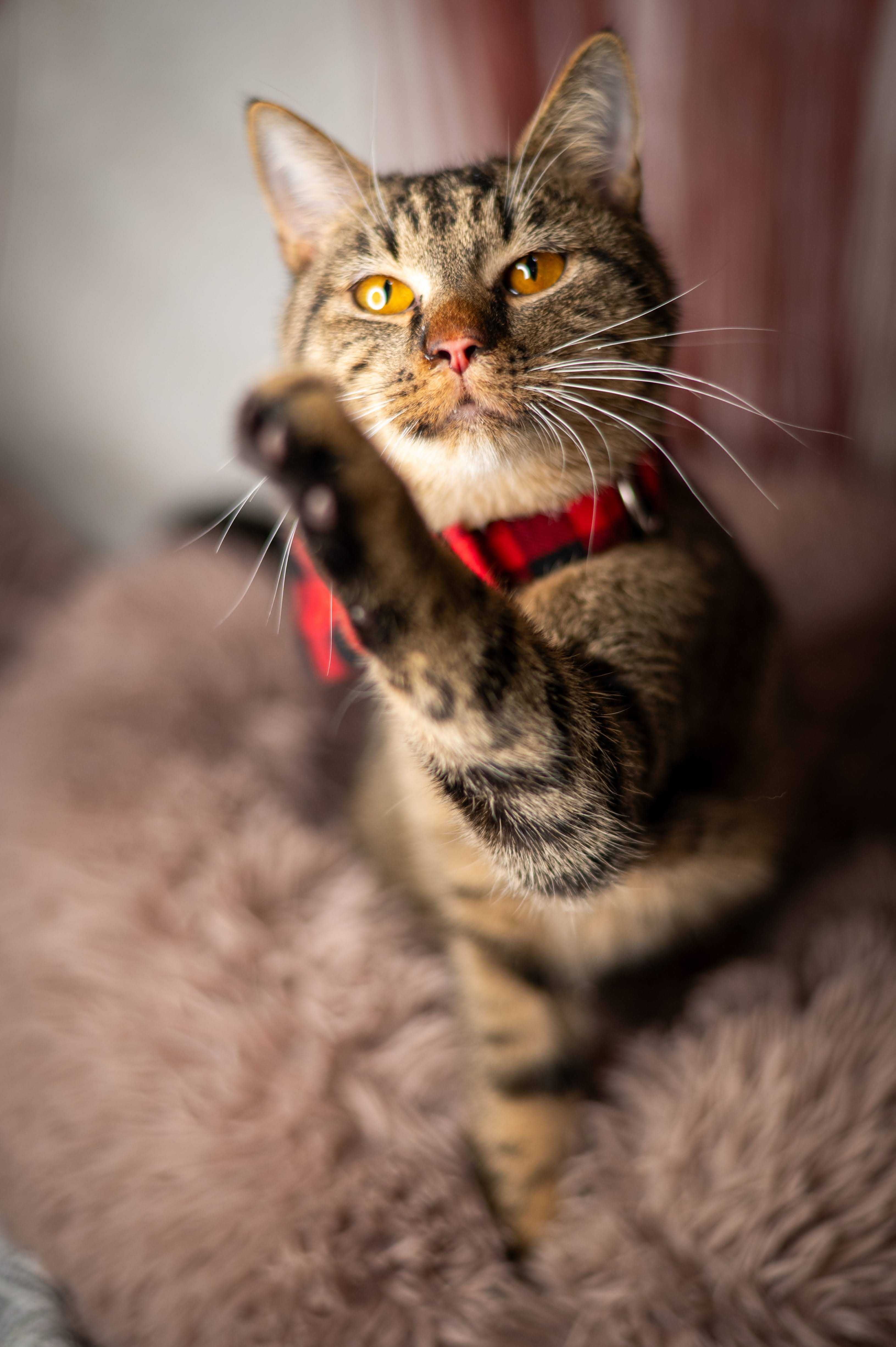 HAWRAN kocur do adopcji