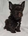 piesek yorkshire terrier chocolate