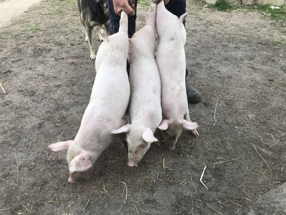 Продам поросят Велика Біла
