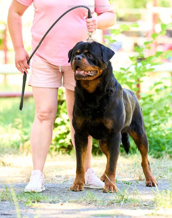 Цуценята ротвейлера від ТОП батьків