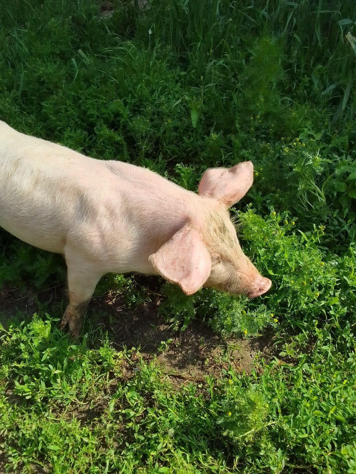 Sprzedam prosięta