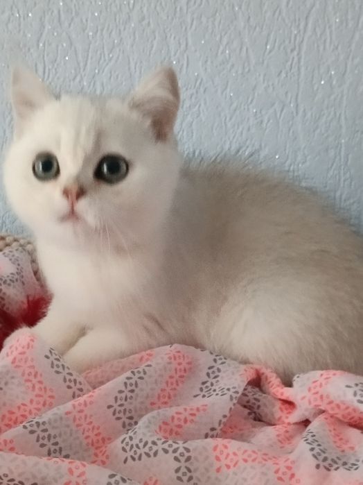 Пухнастий чекає мамочку