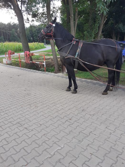 Sprzedam Klacz śląska