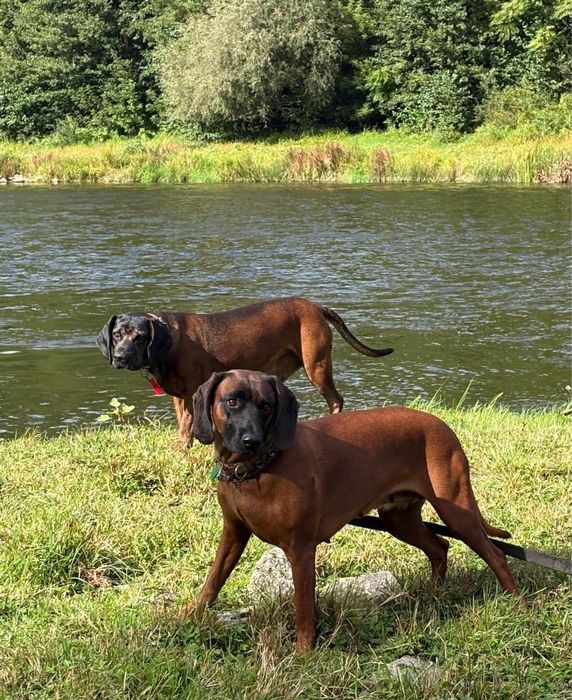 Szczeniaki posokowca bawarskiego