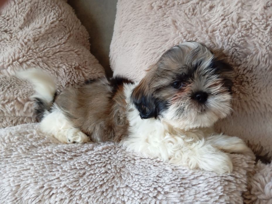 Szczeniaczek shih-tzu piesak