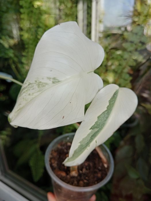 Монстера варієгатна Альба