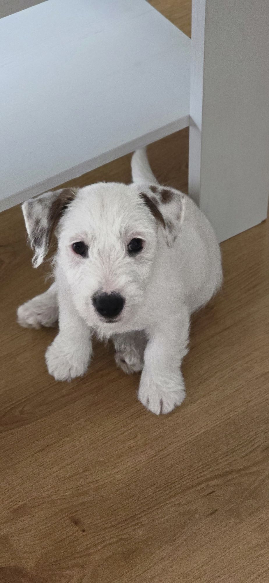 Jack Russell Terrier ZKwP FCI piesek