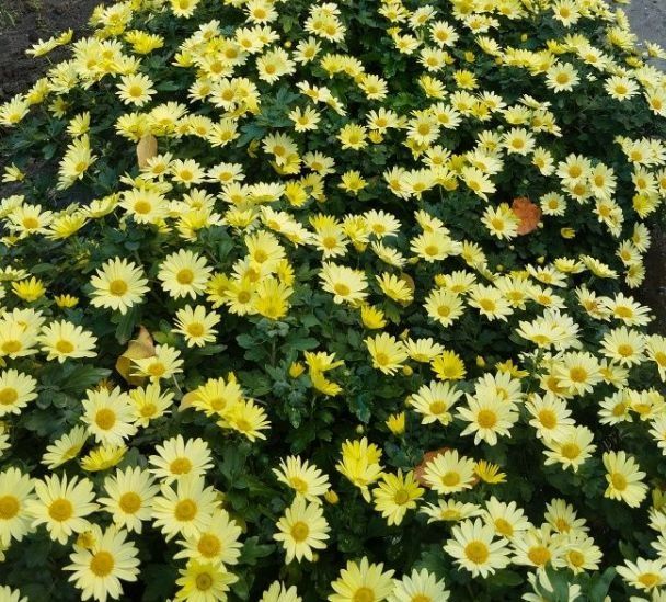 Продам хризантеми мультифлора