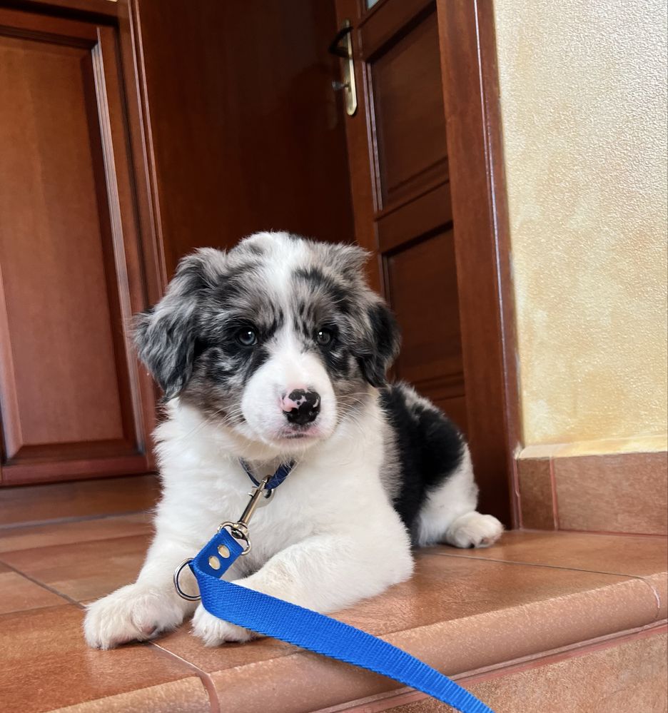 Border Collie - Piesek Blue Merle
