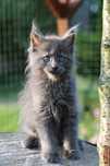 BUFFY... Maine Coon