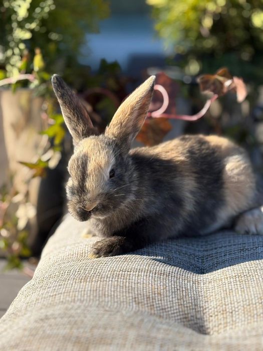 Królik karzełek miniaturka mini lop mini rex tedy kuwetujący