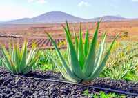 Aloe Vera ,   Aloes  Leczniczy.   Duży -  40 Cm, P12