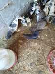Patos jovens,bons para consumo