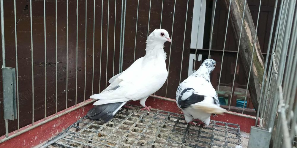 Gołębie ozdobne murzyny ciemne drajer bocian żałobny Berlin ptaki lot