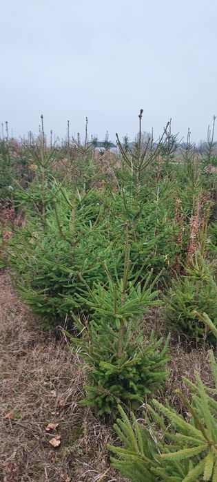 Sprzedam choinki z własnej plantacji