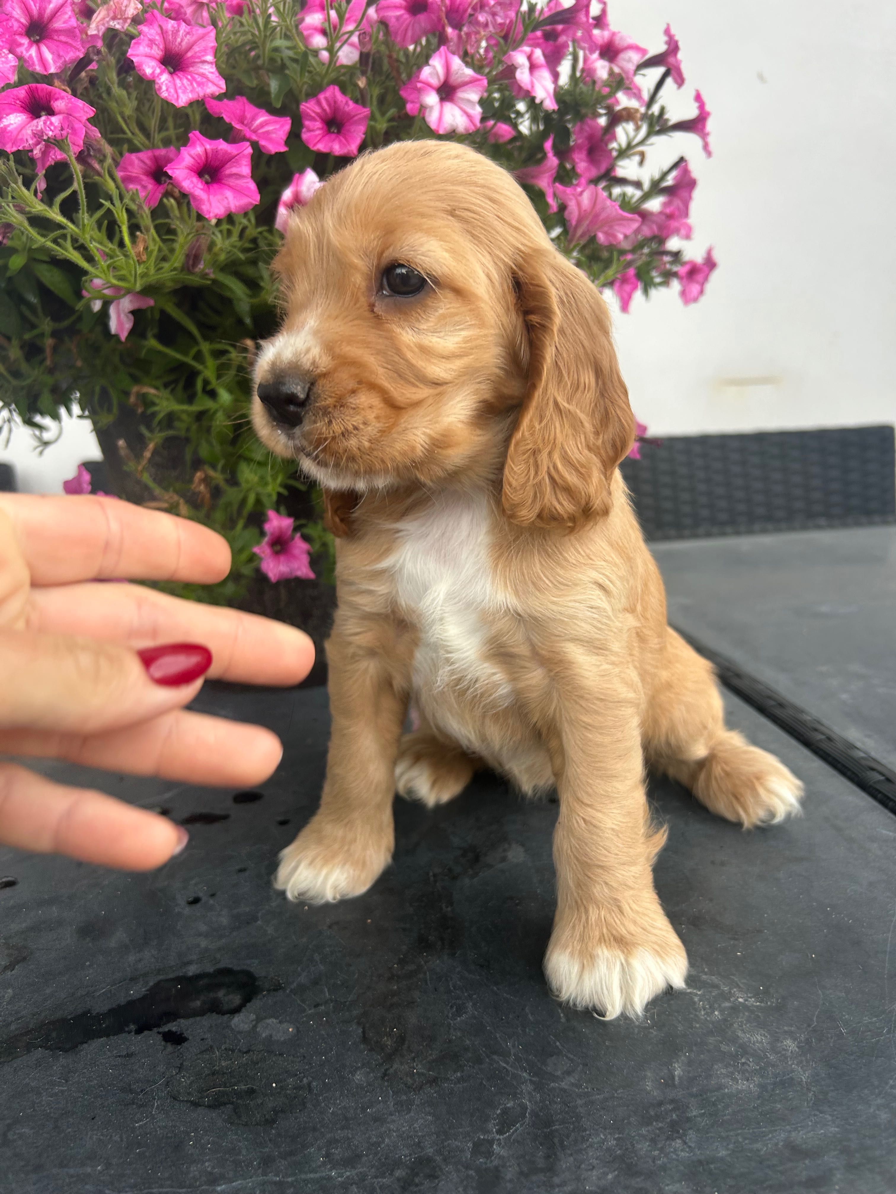Cocker spaniel angielski