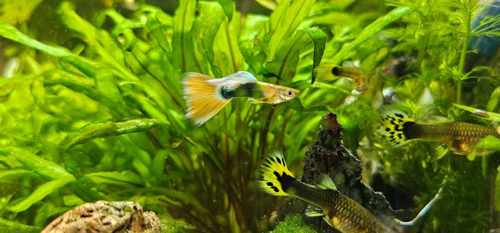 Sprzedam rybki Gupiki