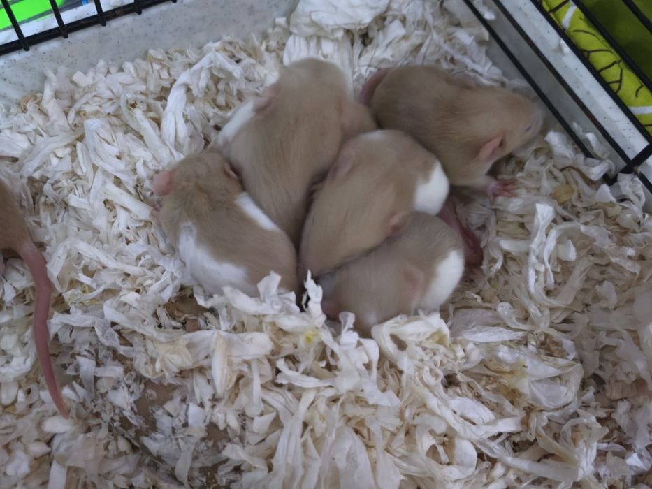 Młode szczurki dumbo, szczur dumbo, domowa hodowla oswojone piękne