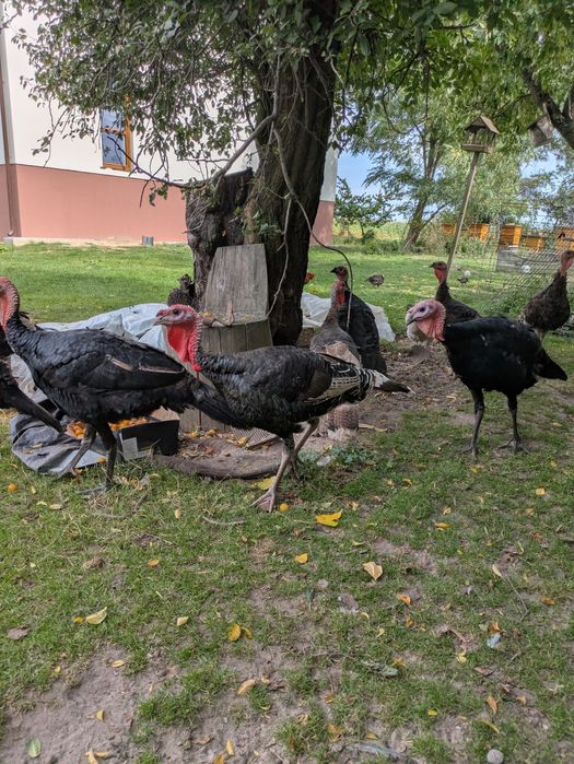 indyki ładne duże