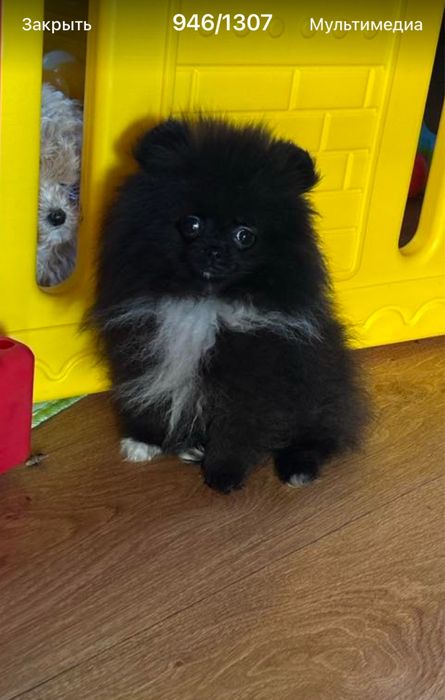 Мини мальчик шпиц