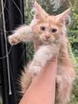 Kocurek Aslan Maine Coon. Rude sreberko. Zapraszamy