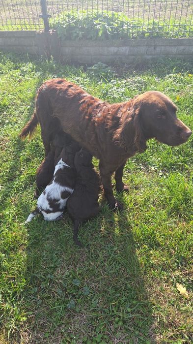 Szczenię Niemiecki płochacz Wahtelhund