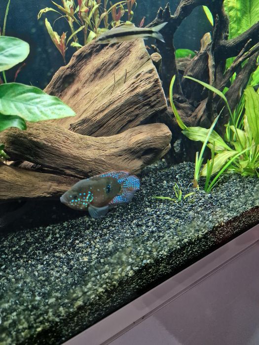 Dois Peixe joia soudaveis