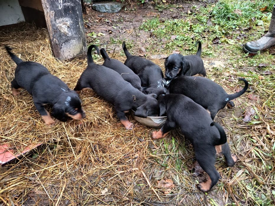 Oddam za darmo piekne szczeniaki