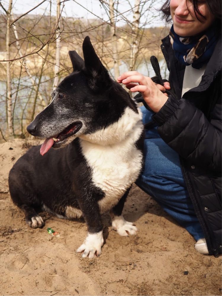 Fedor-cudowny starszy niskopodłogowy psiak do pilnej adopcji