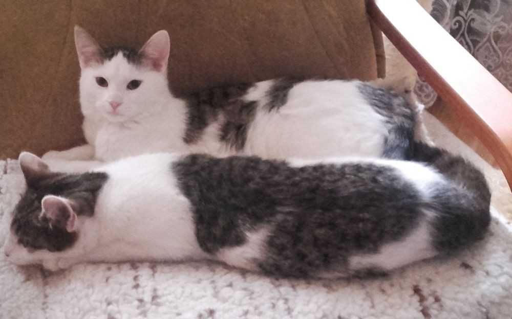 Kotki pełne miłości, 6 mies.