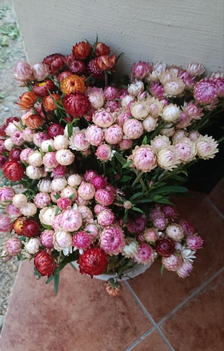 Suszone bukiety kocanki