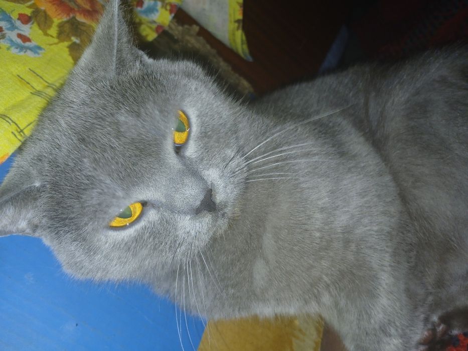 Віддам котика в добрі руки)